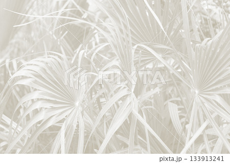 Cloud dancer color palm leaf. Monocrome texture 2026. Color of the year. 133913241