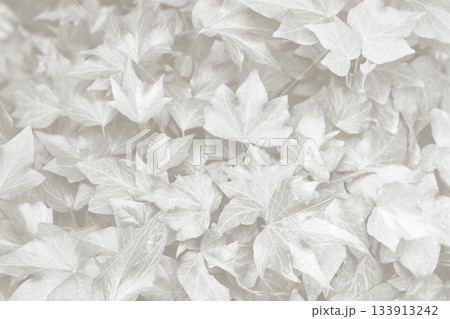 Cloud Dancer ivy leaves background. Monochrome color 2026. Cloud Dancer ivy leaves background. Monochrome color 2026. 133913242