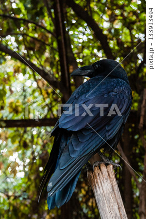 Big Black Raven sitting on a close-up branch 133913494