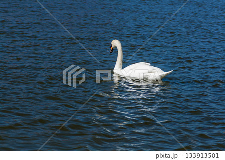 Beautiful swan floats on the lake Beautiful swan floats on the lake 133913501