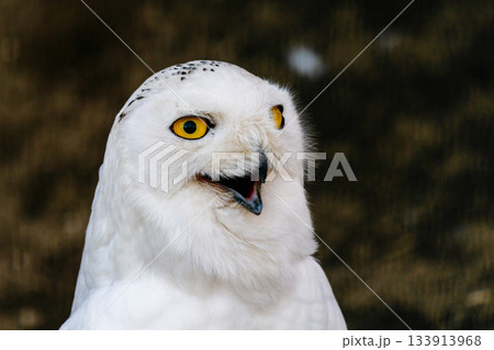 beautiful white owl with yellow eyes and beak beautiful white owl with yellow eyes and beak 133913968