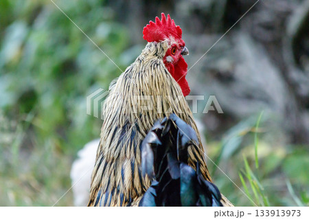 beautiful cock on grass background 133913973