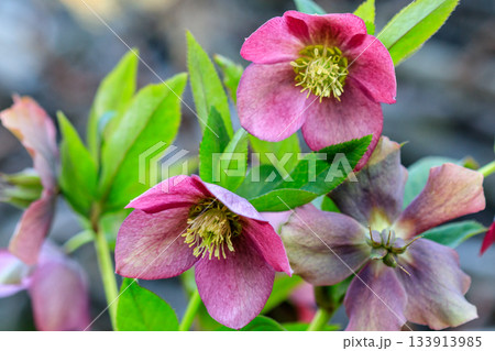 beautiful glade Hellebore 133913985