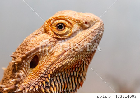 Beautiful Lizard Bearded Agama, Pogona vitticeps Beautiful Lizard Bearded Agama, Pogona vitticeps 133914005