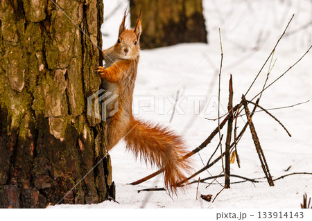 beautiful squirrel on the snow eating a nut beautiful squirrel on the snow eating a nut 133914143