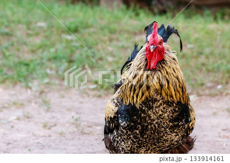 beautiful cock on grass background beautiful cock on grass background 133914161