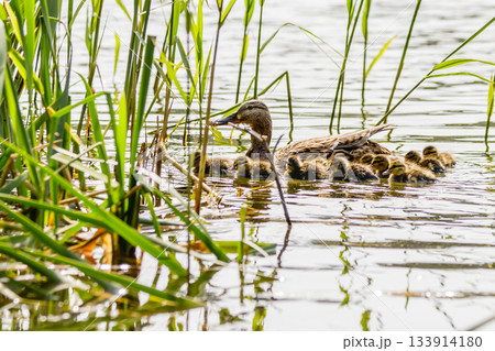 duck with ducklings swimming on the water body 133914180