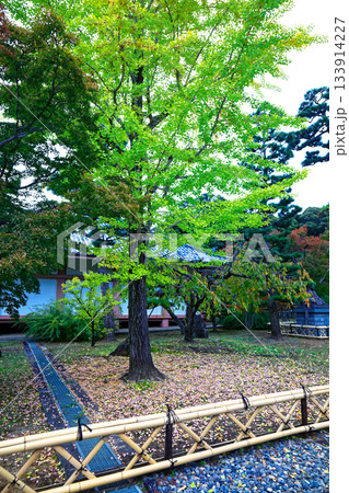 総本山智積院　智積院の参道の銀杏の木の黄葉など 133914227