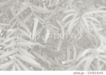 Cloud dancer color leaf texture, nature monochrome background. Color of the year 2026 Cloud dancer color leaf texture, nature monochrome background. Color of the year 2026 133914245