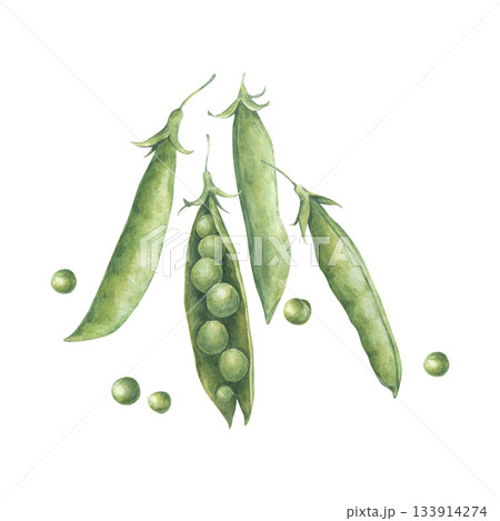 Composition with pods and seeds of green peas. Watercolor illustration hand drawn and isolated on a white background. Perfect for design postcards, posters, packing, other polygraph, tableware 133914274