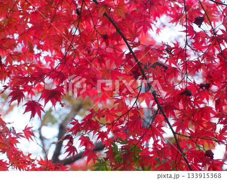 密集したモミジの葉の背景（高解像度テクスチャ） 133915368
