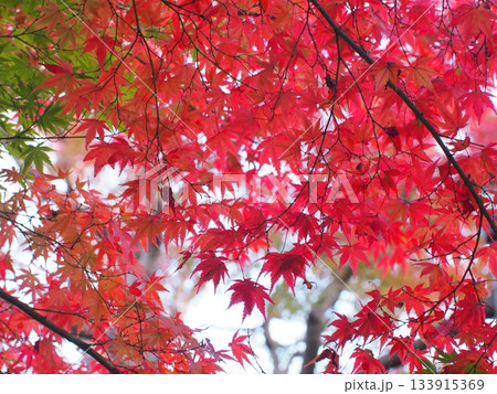 画面いっぱいの鮮やかな紅葉（テクスチャ・壁紙） 133915369