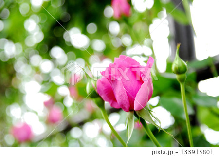 近所で見た薔薇園 133915801