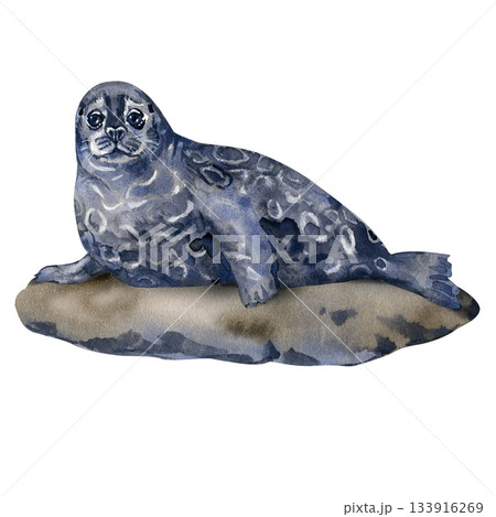 Watercolor Saimaa ringed seal resting on a rock. Endangered Finnish species depicted in soft blue-grey tones. Nordic wildlife illustration perfect for nature projects, prints and educational materials 133916269