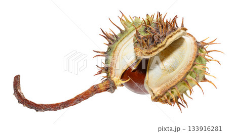 A spiky green horse chestnut pod split in half, revealing a dark fruit. 133916281