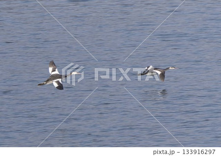 飛翔する二羽のカンムリカイツブリ 133916297