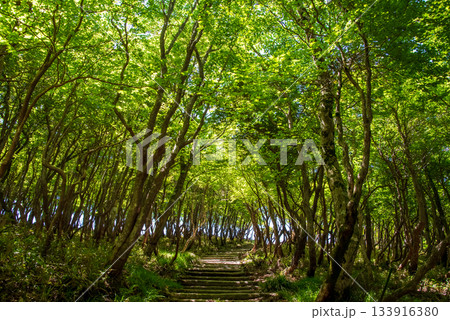 御在所岳山頂 御嶽大権現への遊歩道沿いの風景 133916380