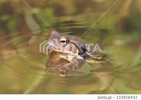 早春のアズマヒキガエル 133916432