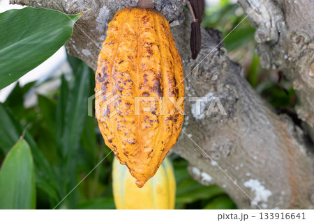 カカオ 133916641