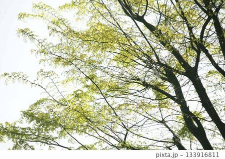 ケヤキ 小さな新葉が育ち始める頃 ケヤキ 小さな新葉が育ち始める頃 133916811