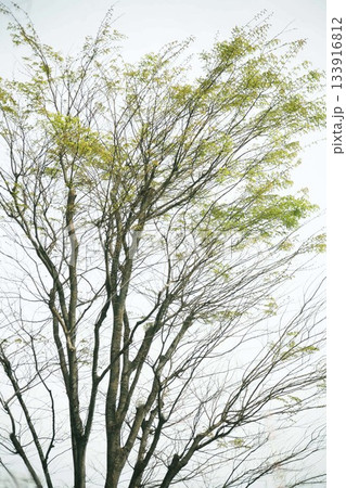 ケヤキ 小さな新葉が育ち始める頃 ケヤキ 小さな新葉が育ち始める頃 133916812