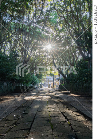 酒列磯前神社の樹叢と朝日差し込む参道 133916817