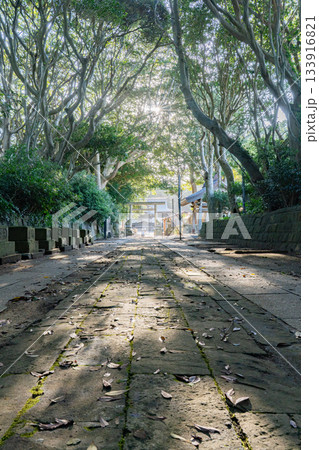 酒列磯前神社の樹叢と朝日差し込む参道 133916821