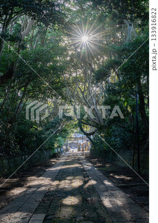 酒列磯前神社の樹叢と朝日差し込む参道 酒列磯前神社の樹叢と朝日差し込む参道 133916822