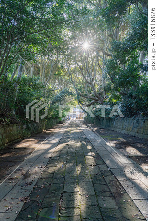 酒列磯前神社の樹叢と朝日差し込む参道 133916826