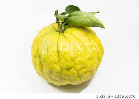 獅子柚子 獅子柚子 133916870