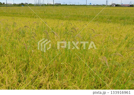 強害雑草 ケイヌビエ 強害雑草 ケイヌビエ 133916961