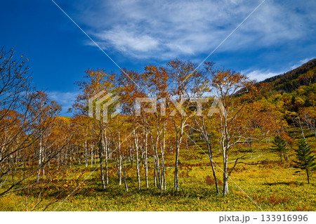 ダケカンバの紅葉 133916996