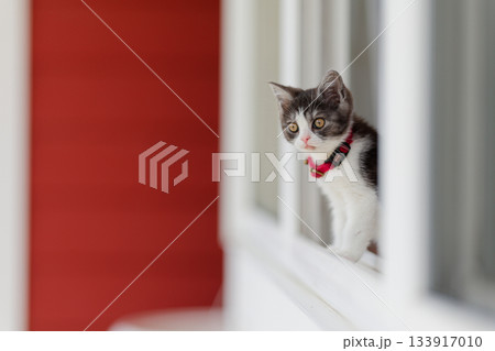 窓辺の子猫 133917010