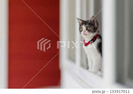 窓辺の子猫 窓辺の子猫 133917011