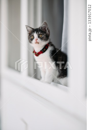 窓辺の子猫 窓辺の子猫 133917012