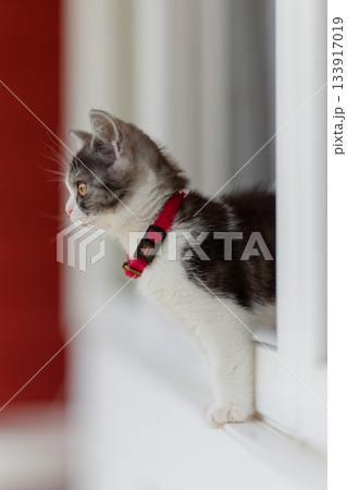 窓辺の子猫 133917019