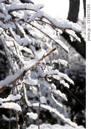 木の枝に積もった雪 133917120