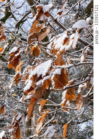 雪が積もった紅葉した葉 雪が積もった紅葉した葉 133917121