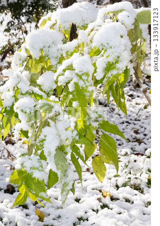 雪が積もった葉っぱ 雪が積もった葉っぱ 133917123