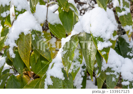 雪が積もった葉っぱ 133917125