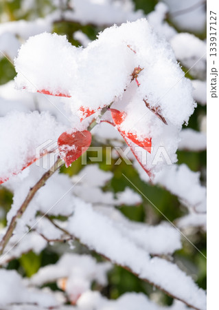 雪が積もった紅葉した葉 133917127