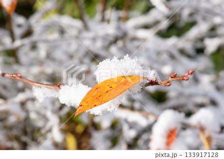 雪が積もった紅葉した葉 133917128