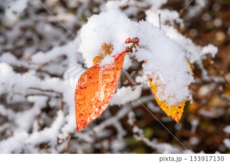 雪が積もった紅葉した葉 133917130