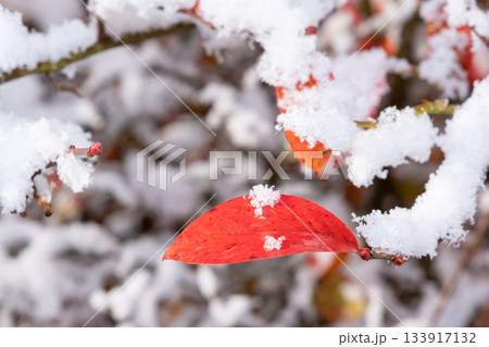 雪が積もった紅葉した葉 133917132