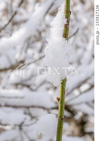 木の枝に積もった雪 木の枝に積もった雪 133917136