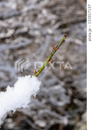 木の枝に積もった雪 133917137