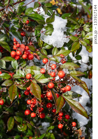 雪の積もった南天 雪の積もった南天 133917144