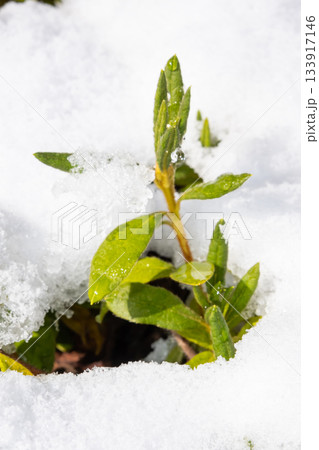 雪に埋もれた花木 雪に埋もれた花木 133917146