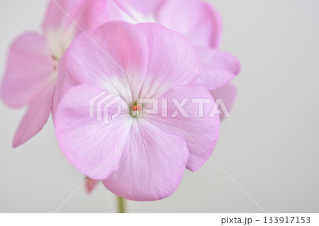 ゼラニウム 133917153