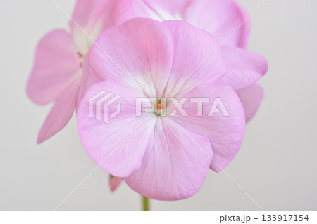 ゼラニウム 133917154